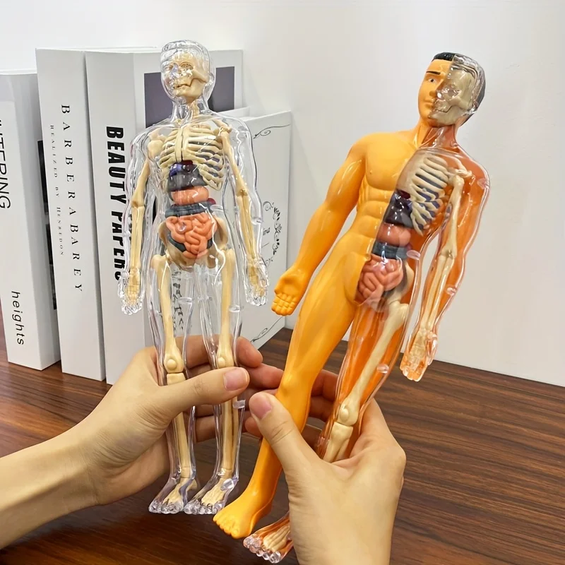 Modelo de torso de cuerpo humano 3D para niños, anatomía, esqueleto, extraíble, simulación, órgano y esqueleto, modelos de cuerpo de hueso desmontable nuevos