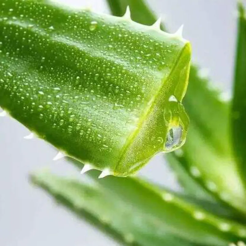 20stick Professional Hair Removal Wax Strips for Summer Depilation Double Sided Cold Wax Paper for Leg Body Face Useful