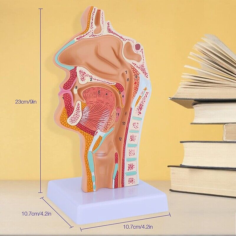 Modelo de anatomia da garganta da cavidade nasal Modelo anatômico humano de faringe laringe
