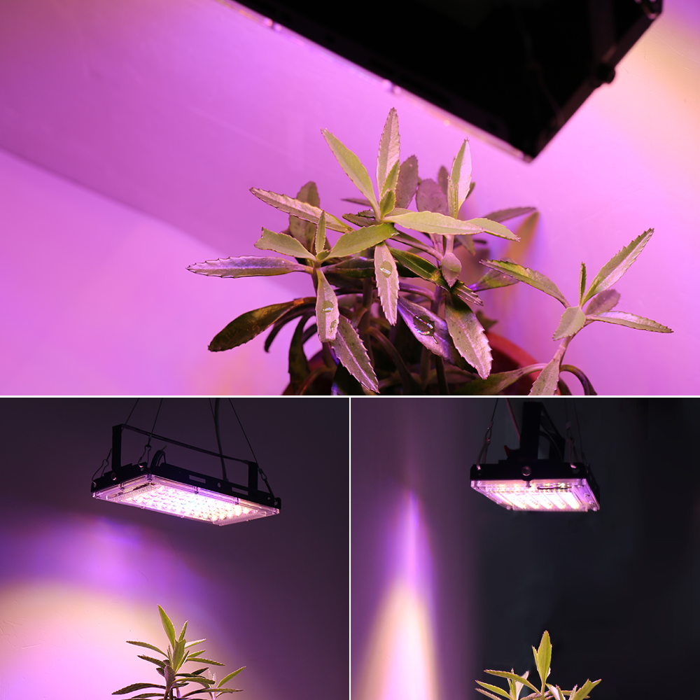 50W 220V Led élèvent la lumière plante lampe hydroponique LED spectre complet pour les graines de serre fleur hydroponique plante croissance éclairage