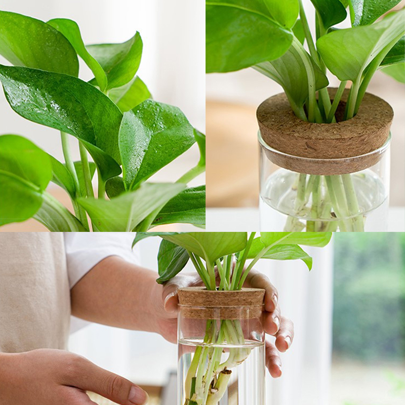 Mini maceta hidropónica, terrario transparente de cristal, florero verde sin suelo para plantas, jardín, sala de estar, decoraciones de mesa para el hogar