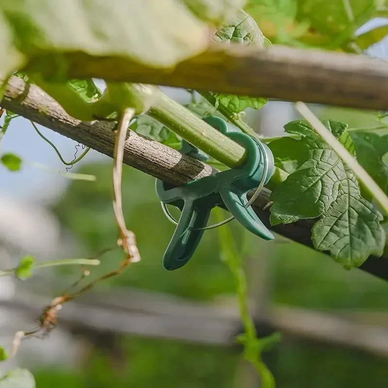 Clips fijos para plantas, soporte reutilizable para invernadero de jardín para plantas fijas, soporte para tallo de plántula de flor de vid, suministros de jardín