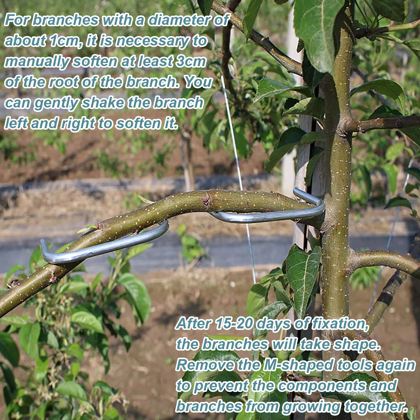 Fruit Tree Branch Shape Fixator Garden Yard Trees Support Holder Plants Vine Trainers M-Shaped Steel Wire Branch Bending Tools