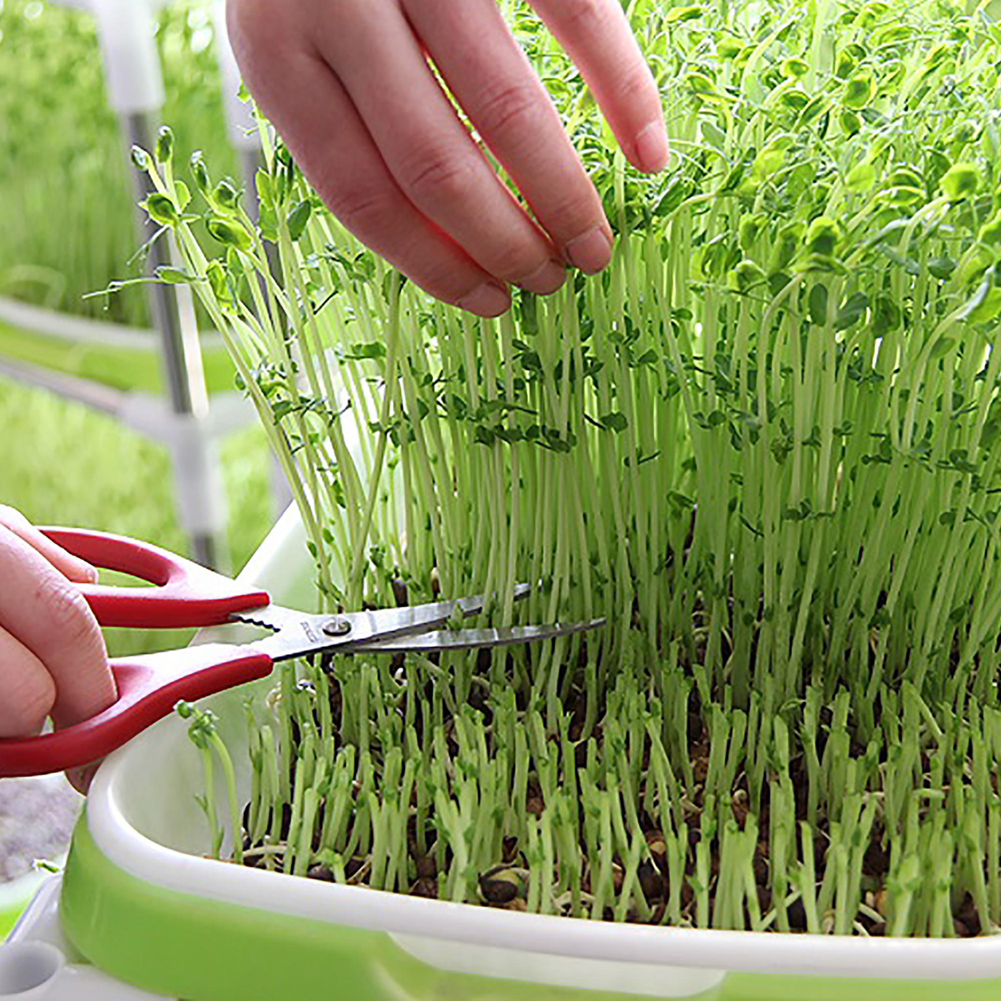 Germination Tray Tray Seed Germination Tray Seedling Tray Wheatgrass Seed Planting Soilless Cultivation Planting Pot