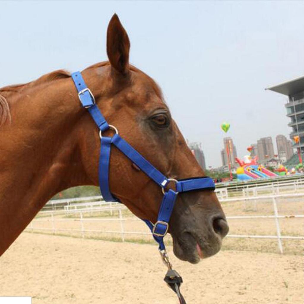 Sangle en nylon réglable pour cheval, licou équestre occidental, vêtements d'équitation, noir L