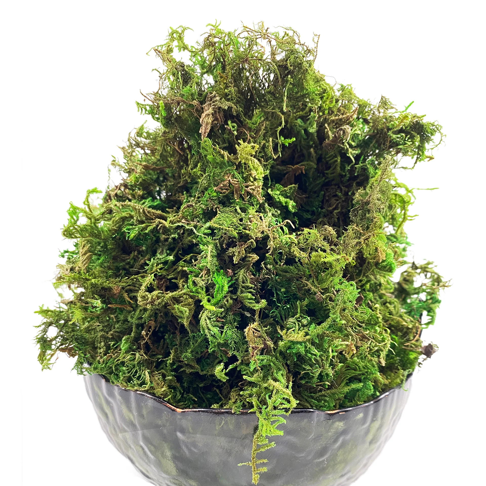 Bảo Quản Rêu Xanh Tự Nhiên Cho Chậu Trồng Đất Phong Lan Chậu Phối Rêu Than Bùn Cực Thủ Công