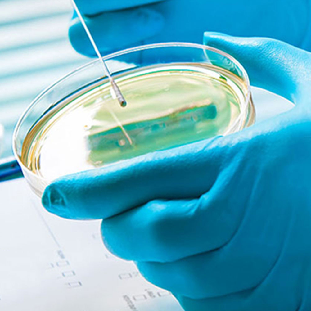 ふた付きペトリプレート、実験装置、文化皿、使い捨て、プラスチック、ガラス、キノコセル、ティッシュ、10個、60mm