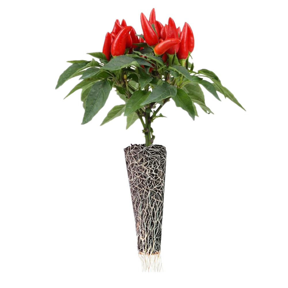 Enraizamiento rápido de brotes de pimiento en bloques de cultivo hidropónico, plantación de algodón, maceta de plántulas de suelo de algodón sin suelo, 2 uds.