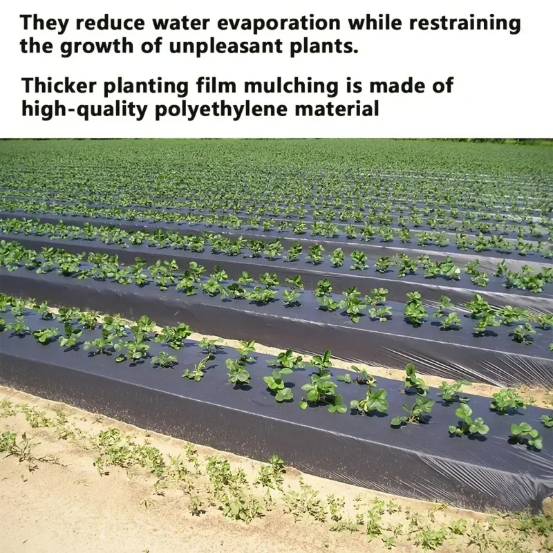 Crescere le tue verdure con il nostro mulchFilm in plastica nera di alta qualità: perfetto per serre e protezione delle piante!