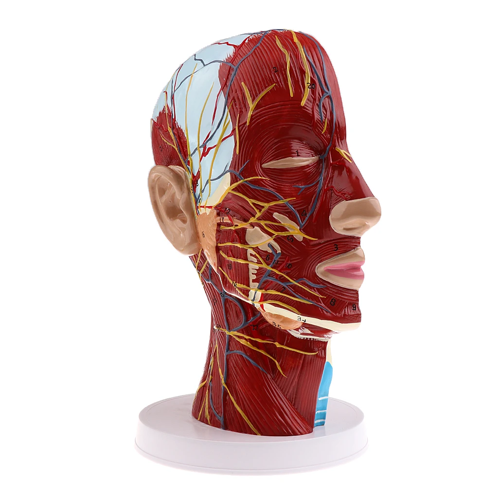 Anatomical Head Median Sagittal Plane Model Nerves Parotids for Teaching