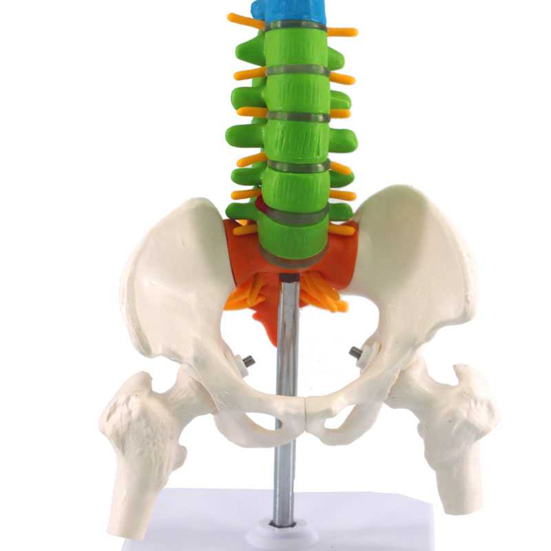 Columna vertebral humana con modelo de anatomía pélvica, 45cm, enseñanza de ciencias médicas, biología, neurocirugía, recursos, modelos anatómicos, esqueleto