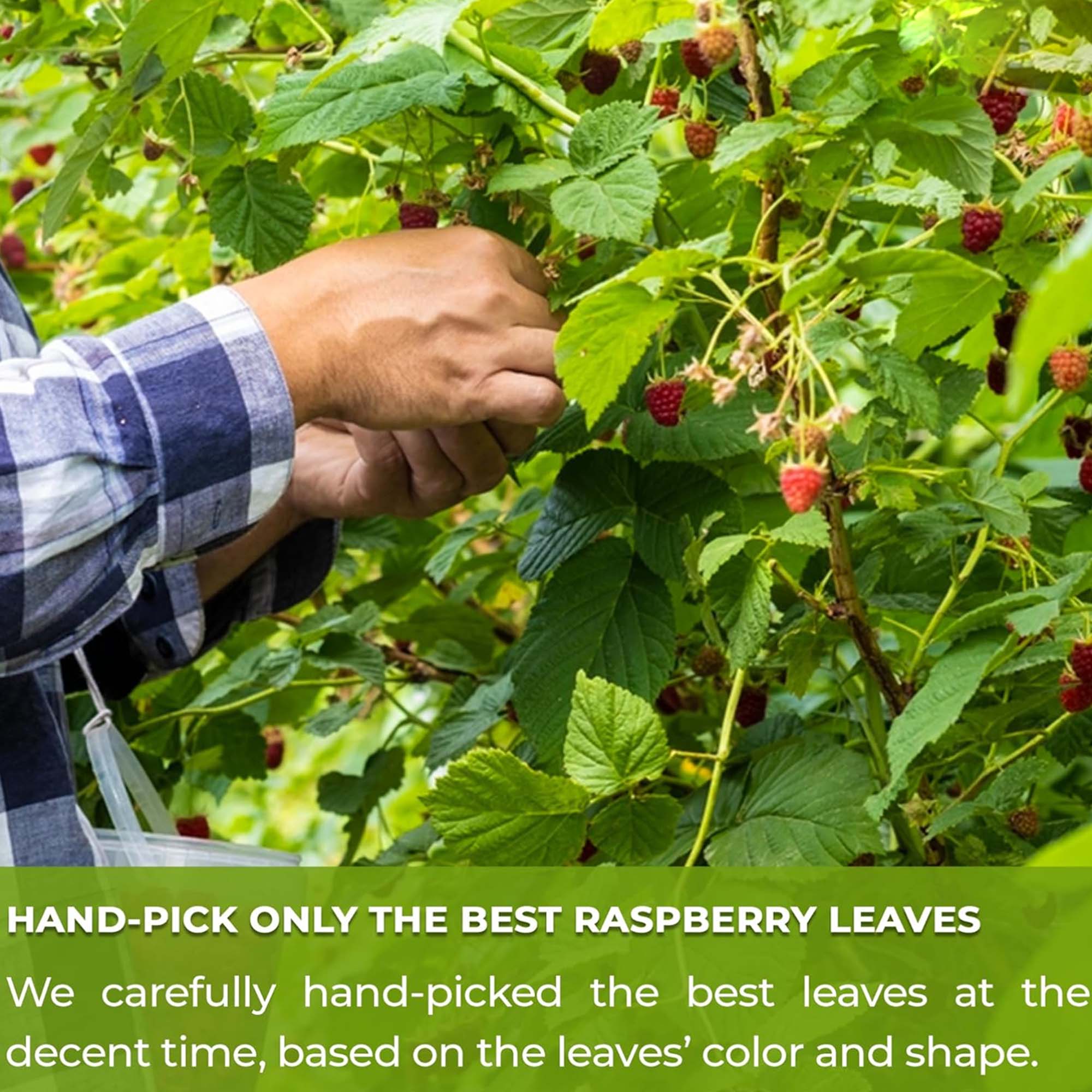 Raspberry leaf tea bag midwifery and menstrual herbal tea, suitable for pregnancy and postpartum recovery