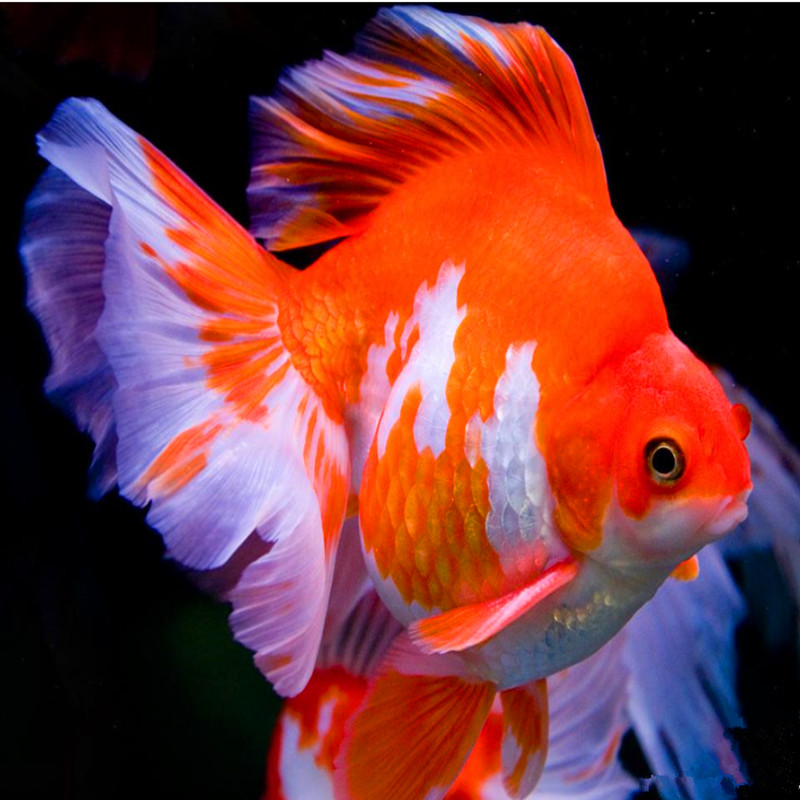 Canthaxanthin/Aphanicin/Carophyll-Rotpulver in Futterqualität für Futterzusatz, Tierfutterzusatz