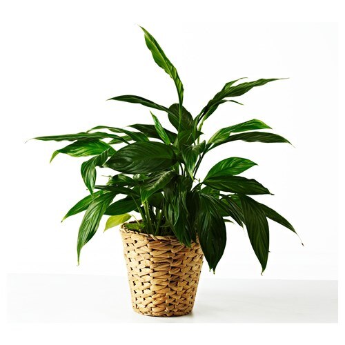 Pot Bunga, Jardiniere Bambu, Bibit Pot Tanaman Pot Bunga, Pot Bunga, Model 2021, Pengiriman Cepat