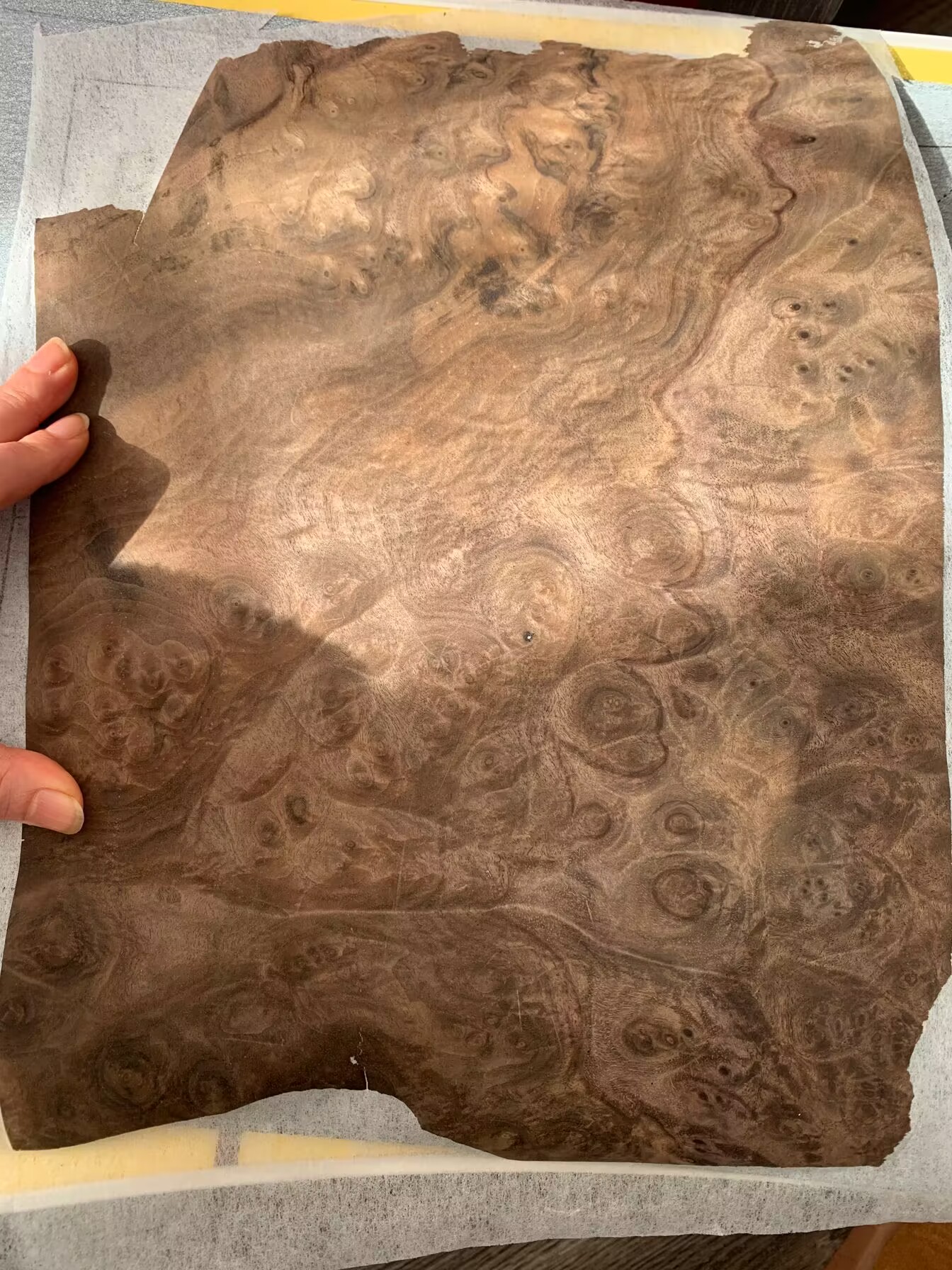 Natural Black Walnut Burl Wood Veneer for Furniture and Instruments - about 0.2mm Thick