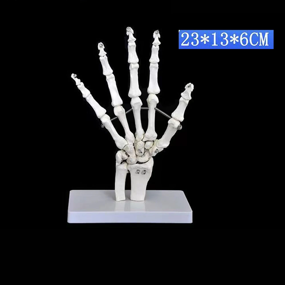 Life Size Foot Ankle Joint Anatomical Skeleton Model Medical Display Study Tool Medical Science Stationery for School 1:1 New