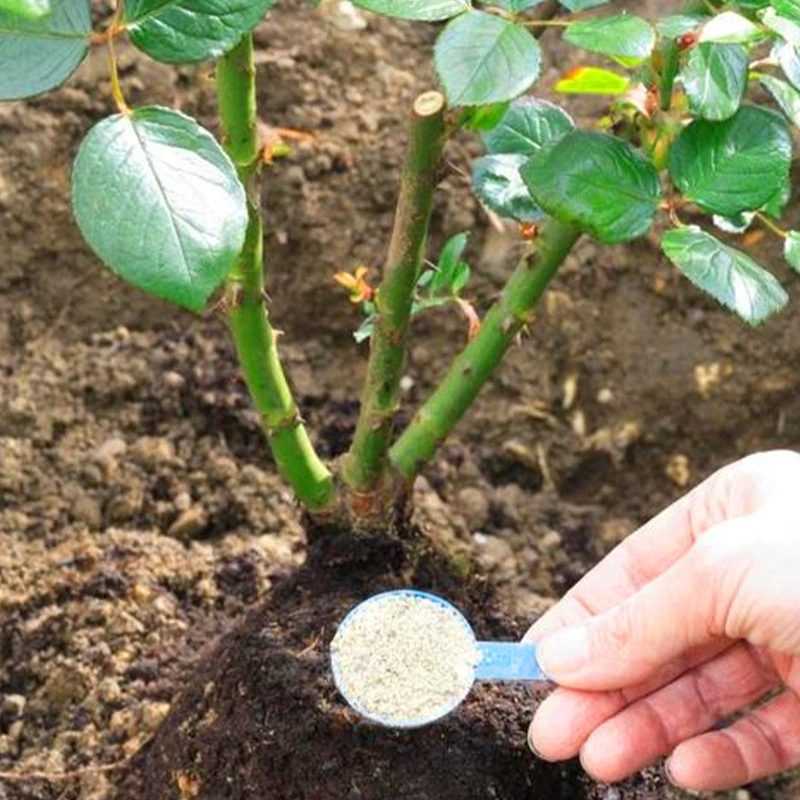 Cây bột ra rễ nhanh Tác nhân tạo rễ nhanh bằng nội tiết tố Cây con phát triển rễ