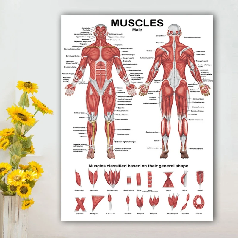 Professional มนุษย์กล้ามเนื้อระบบกายวิภาคแผนภูมิกล้ามเนื้อมนุษย์ Anatomy โปสเตอร์เพื่อการศึกษา Lecture 19.69 ''x 27.56''