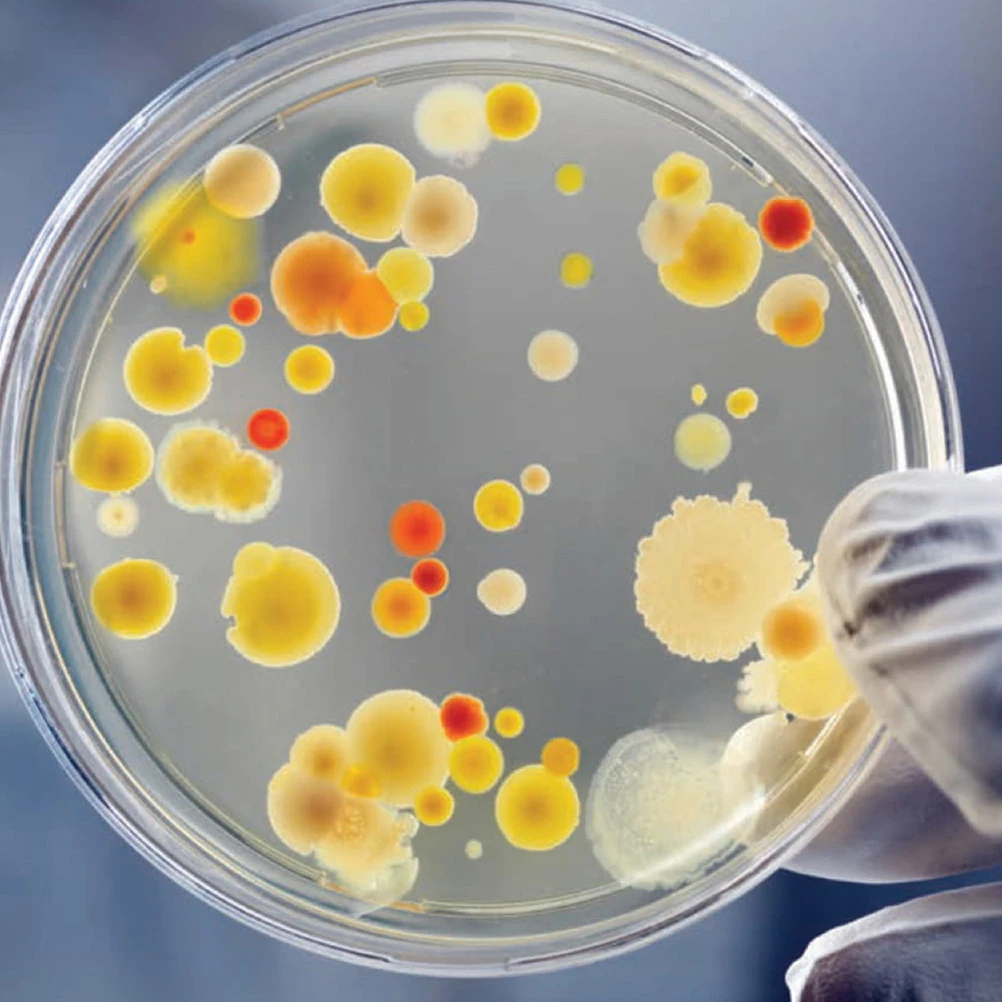 Piastre per petri da 20 pezzi Piastre per coltura trasparenti Laboratorio di ricerca scientifica Fungo Plastica biologica resistente riutilizzabile 70mm