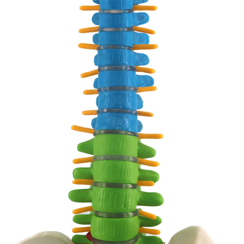 Columna vertebral humana con modelo de anatomía pélvica, 45cm, enseñanza de ciencias médicas, biología, neurocirugía, recursos, modelos anatómicos, esqueleto
