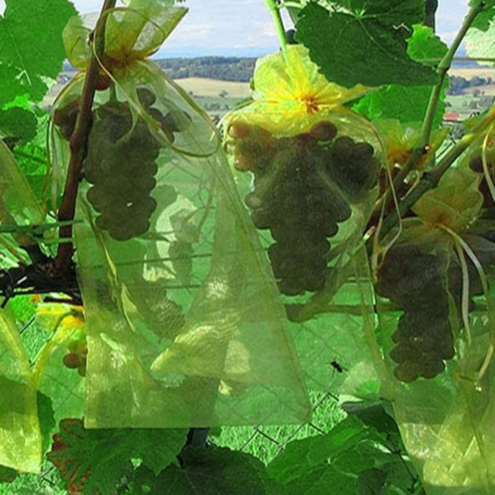 50PCS Sacchetti di protezione per frutta Sacchetti di rete da giardino anti-uccelli Borsa a rete per uva fragola Plante Copertura per rete per verdure Attrezzo da giardino