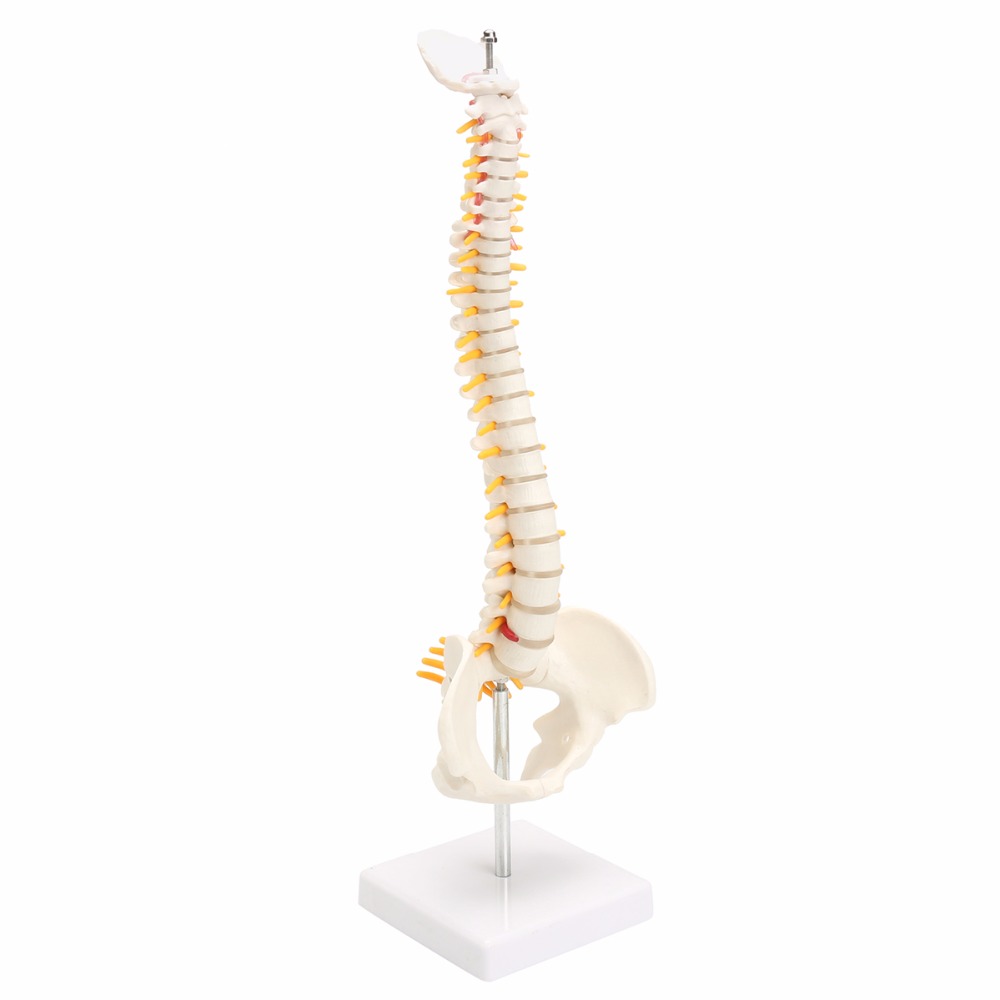 45 cm Con Người Cột Sống với Vùng Chậu Mô Hình Con Người Giải Phẫu Học Giải Phẫu Cột Sống Y Tế Mô Hình cột sống cột mô hình + Đứng Fexible