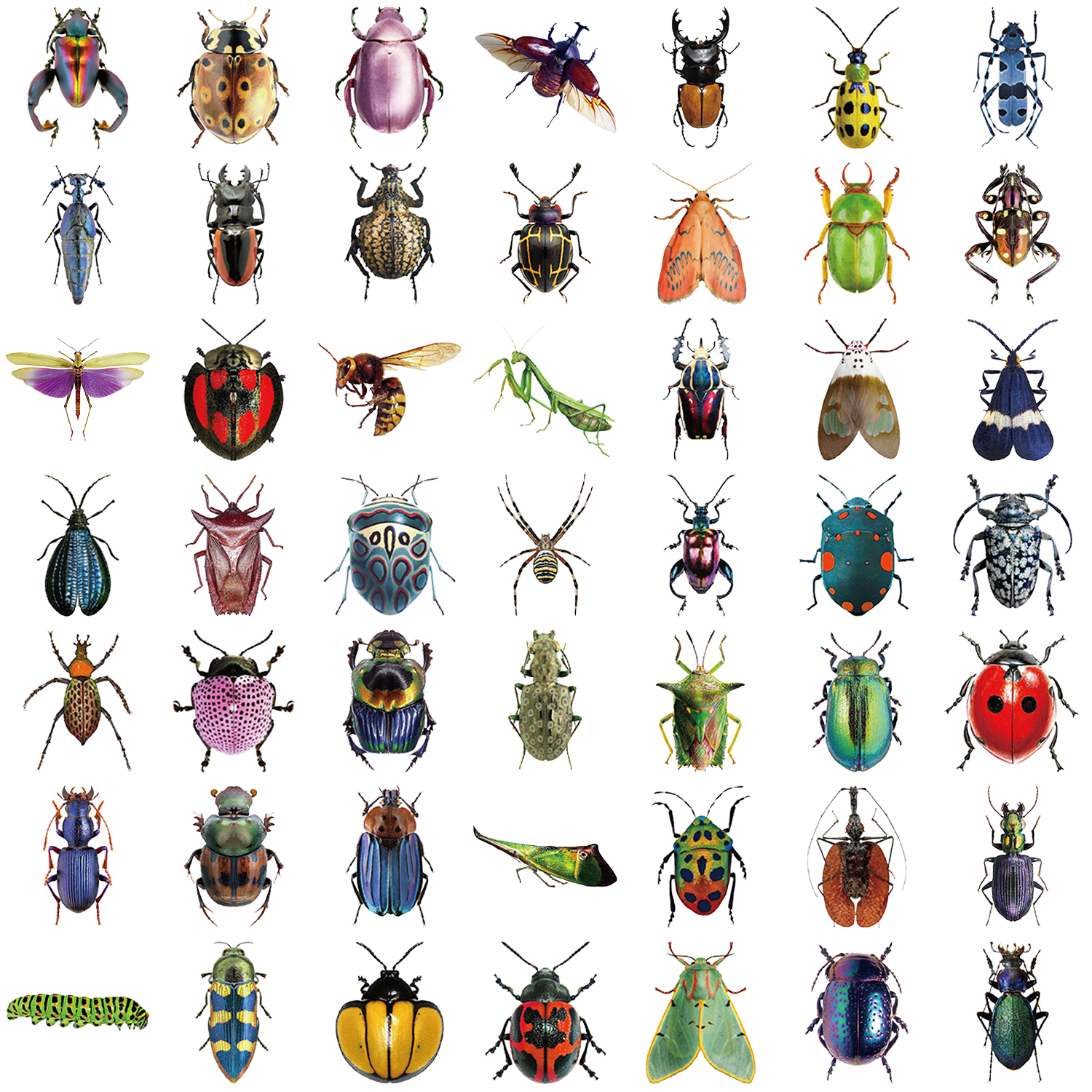 50 個漫画かわいい漫画昆虫カブトムシステッカー PET おもちゃ DIY 荷物ラップトップギタースケートボード電話ケースバイク車のステッカー