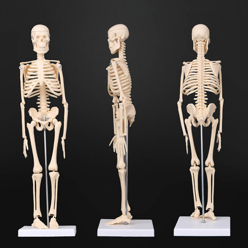 45cm removível anatomia anatômica esqueleto humano modelo médico aprender ajuda atacado varejo halloween esqueleto manequim ferramentas