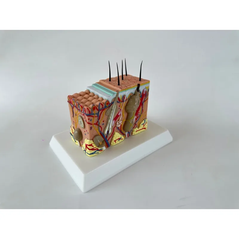 Human Skin and Hair Structure Enlarge Model Skin Layer Structure Model skin structure anatomy cosmetic training
