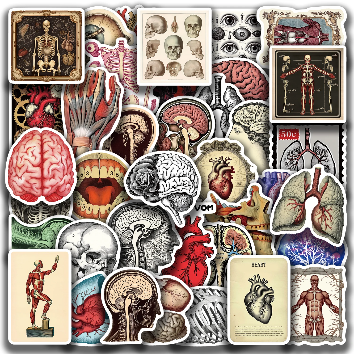 50 Stück Retro-Aufkleber für wissenschaftliche Anatomie, wasserfest, PVC-Aufkleber für Laptops, Sammelalben, Gitarren, Telefone und mehr