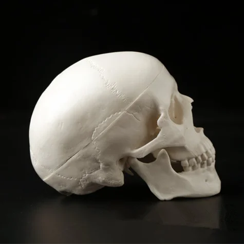 Mini cráneo humano anatómico, cabeza de anatomía, modelo médico conveniente, 92x99x71mm, 1 unidad