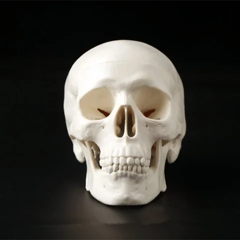 Mini cráneo humano anatómico, cabeza de anatomía, modelo médico conveniente, 92x99x71mm, 1 unidad