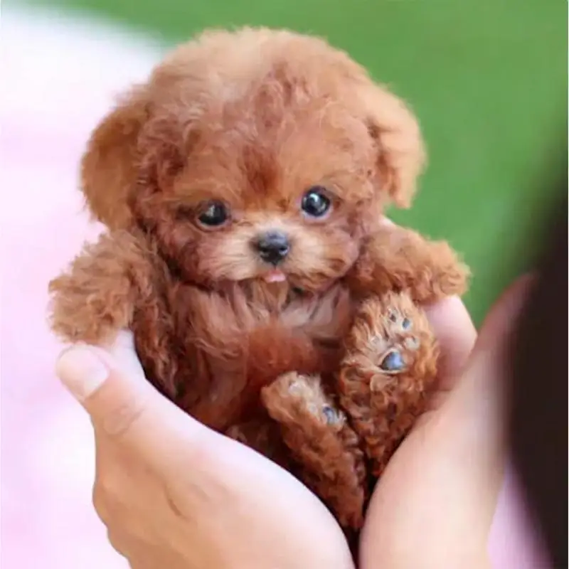 Realistic Plush Simulation Smart Dog Children Toy Can Walking And Call Electric Plush Robot Pet Dog Toddler Christmas Gift 0-7