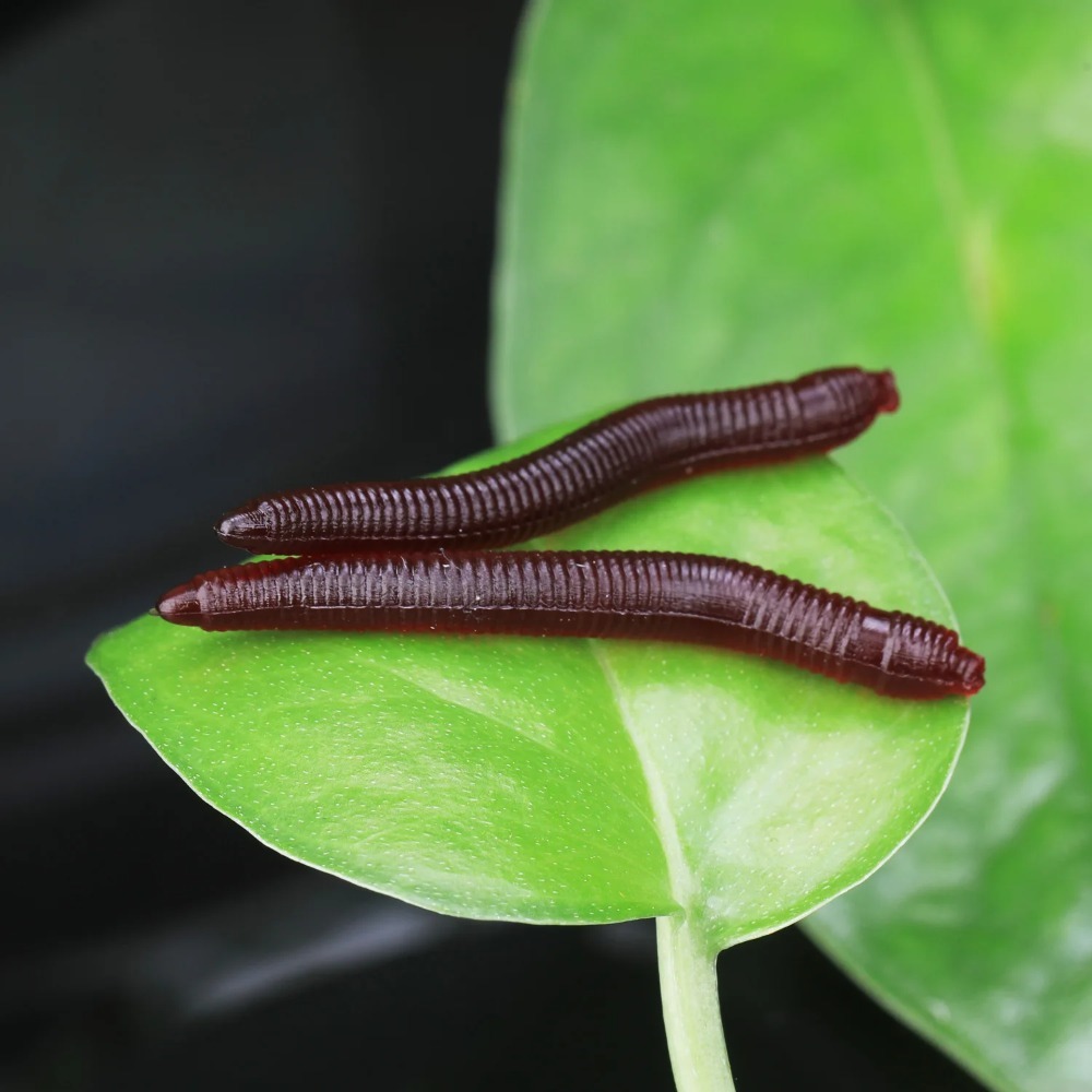 Sougayilang 50-200 stuks Zachte Vissen Lokken Simulatie Worm 4 cm 0.3g Kunstmatige Levensechte Lokt Visgeur bas Lokken Visgerei