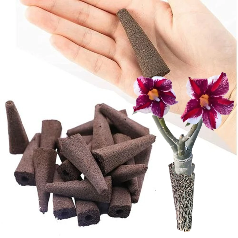 Desert Rose Seeding Bracket Soilless Culture Blocks Survival Adenium Obesum Nature Plant Flowers Planting Nutritional Condition
