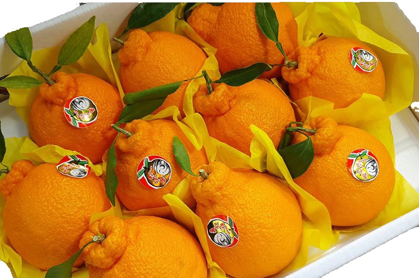 ★★[제주땡큐베리팜]제주도 한라봉 레드향 천혜향 노지감귤 2kg 3kg 5kg