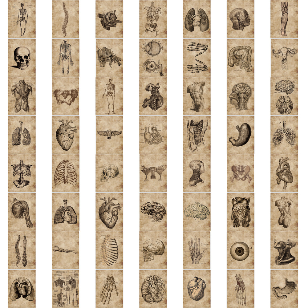 10/30/56 pçs anatomia e fisiologia a estrutura do corpo adesivos pvc brinquedo à prova dwaterproof água graffiti esqueleto adesivos para decalques de bagagem