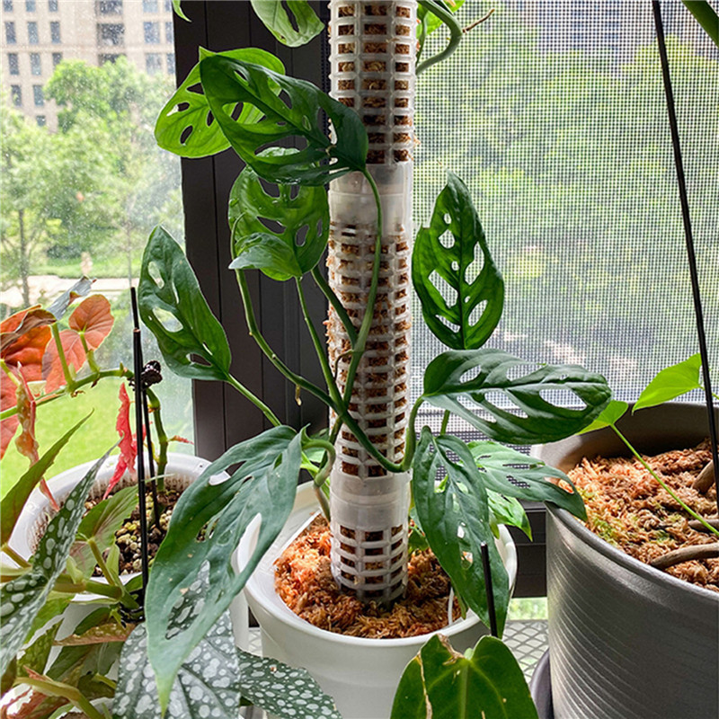 Vật Có Hoa Leo Khung Vật Có Tregging Hỗ Trợ Dán Dẻo Rêu Cực Trong Nhà Vật Có Đế Nồi Xanh Thì Là Dây Leo Vườn Phụ Kiện