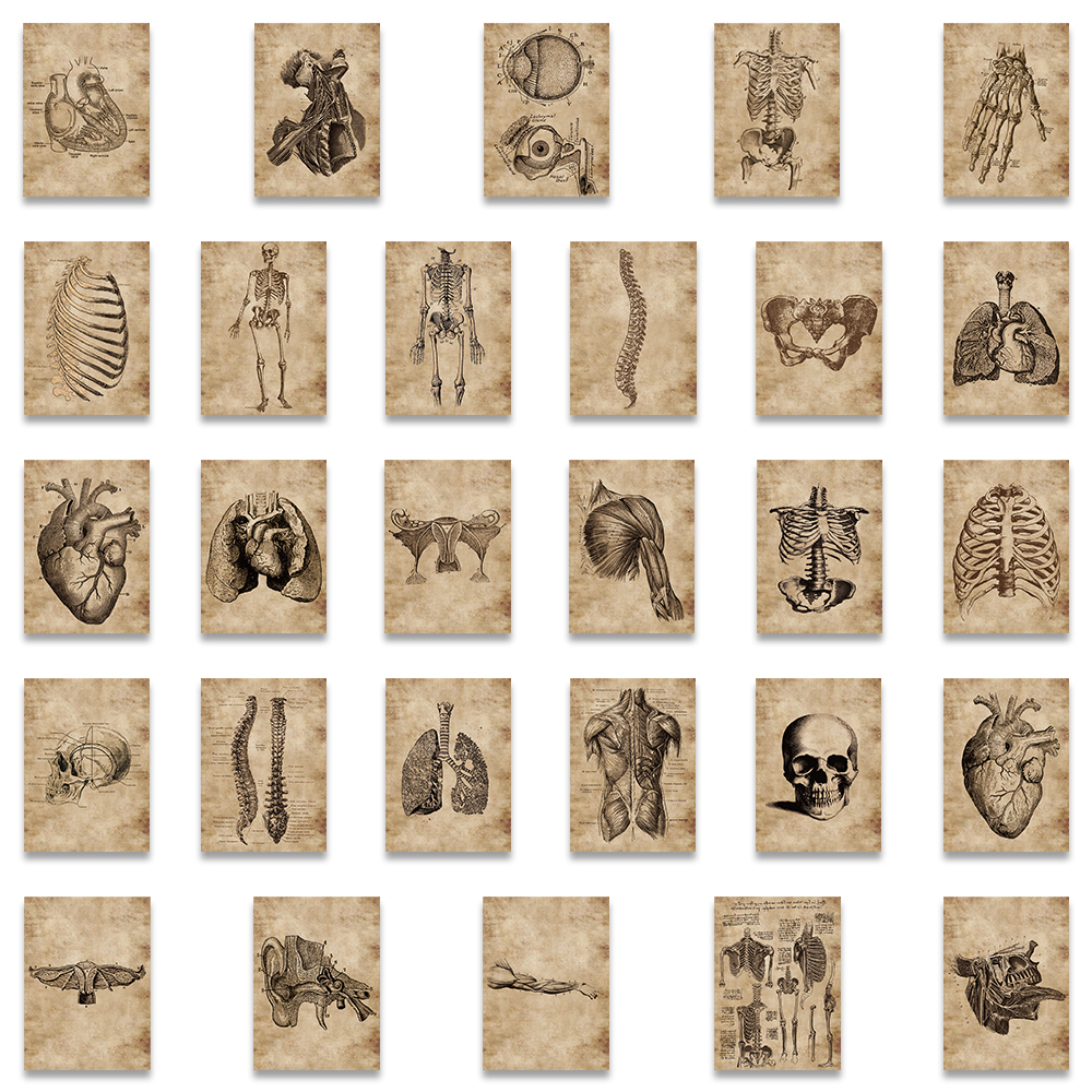 56 pçs criativo anatomia humana fisiologia coração crânio órgãos internos adesivo esqueleto graffiti adesivos bagagem portátil adesivo