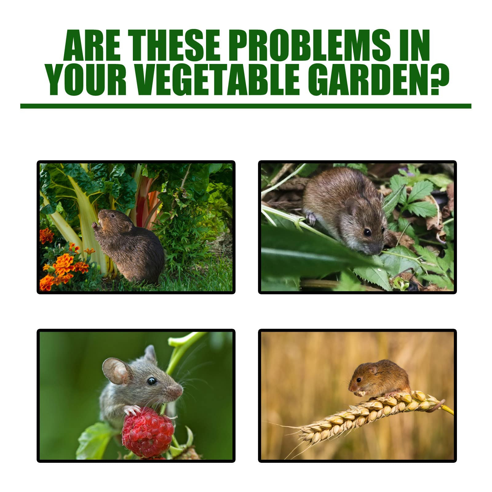 Keep Mice Out สําหรับ House น้ํามัน Peppermint สําหรับหนูและหนูเมาส์กระรอกสําหรับโรงรถบ้าน RV ตู้เสื้อผ้ารถบรรทุกเครื่องยนต์ 1 กล่อง