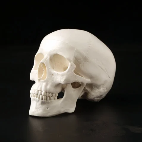 Mini cráneo humano anatómico, cabeza de anatomía, modelo médico conveniente, 92x99x71mm, 1 unidad