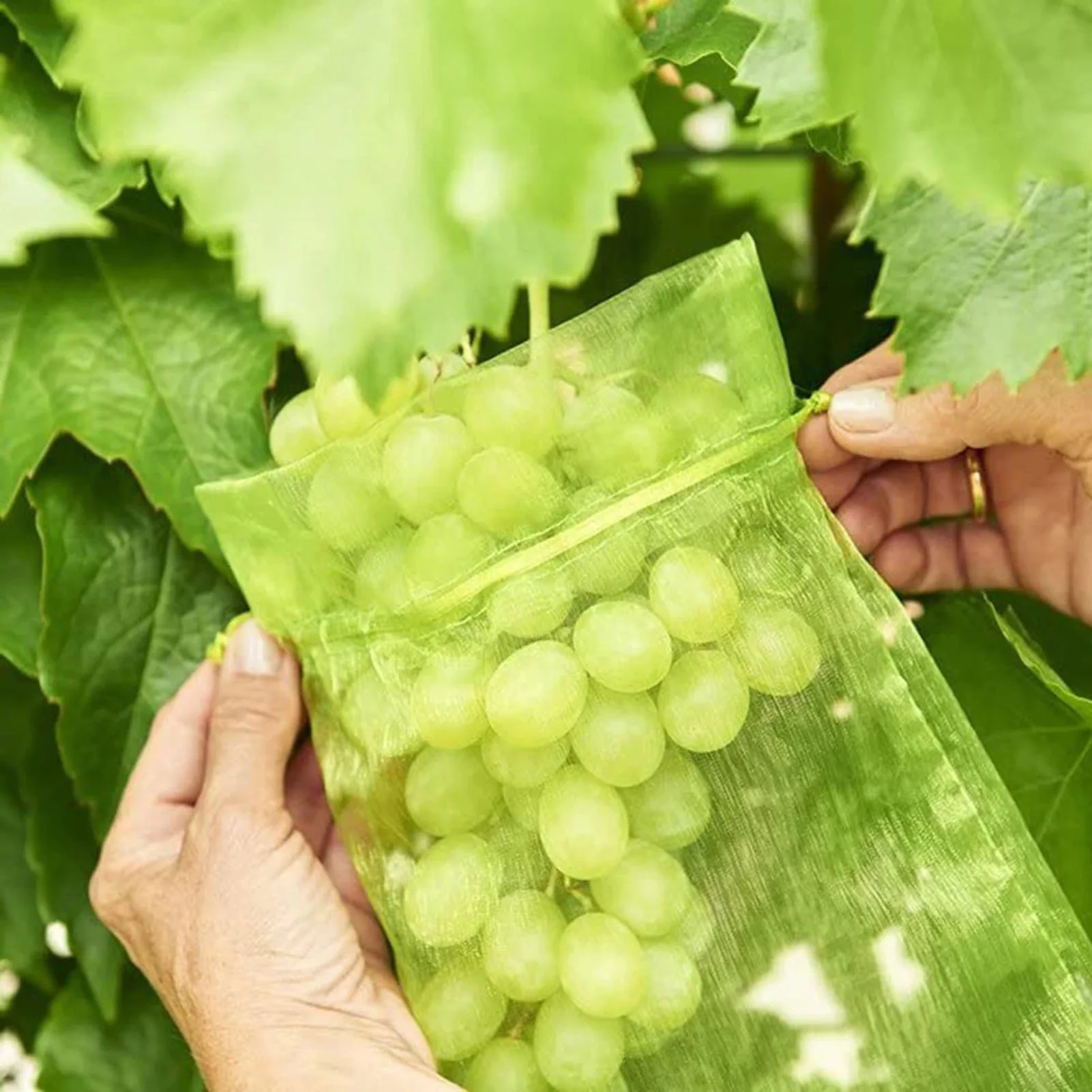 50PCS Sacchetti di protezione per frutta Sacchetti di rete da giardino anti-uccelli Borsa a rete per uva fragola Plante Copertura per rete per verdure Attrezzo da giardino