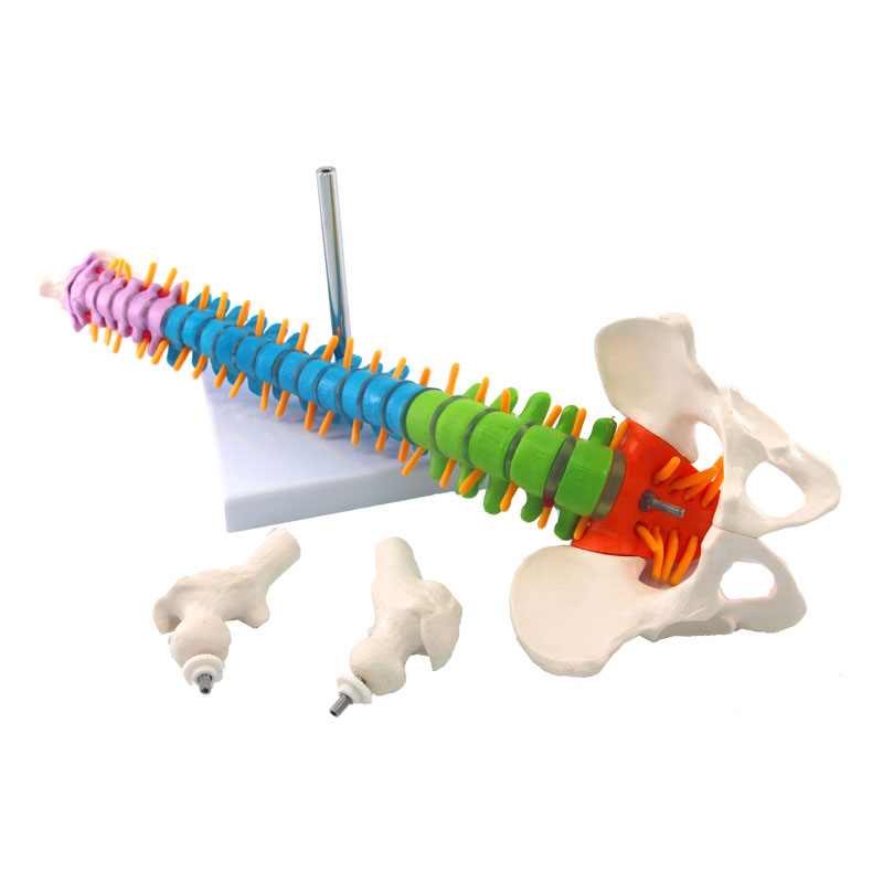 Columna vertebral humana con modelo de anatomía pélvica, 45cm, enseñanza de ciencias médicas, biología, neurocirugía, recursos, modelos anatómicos, esqueleto