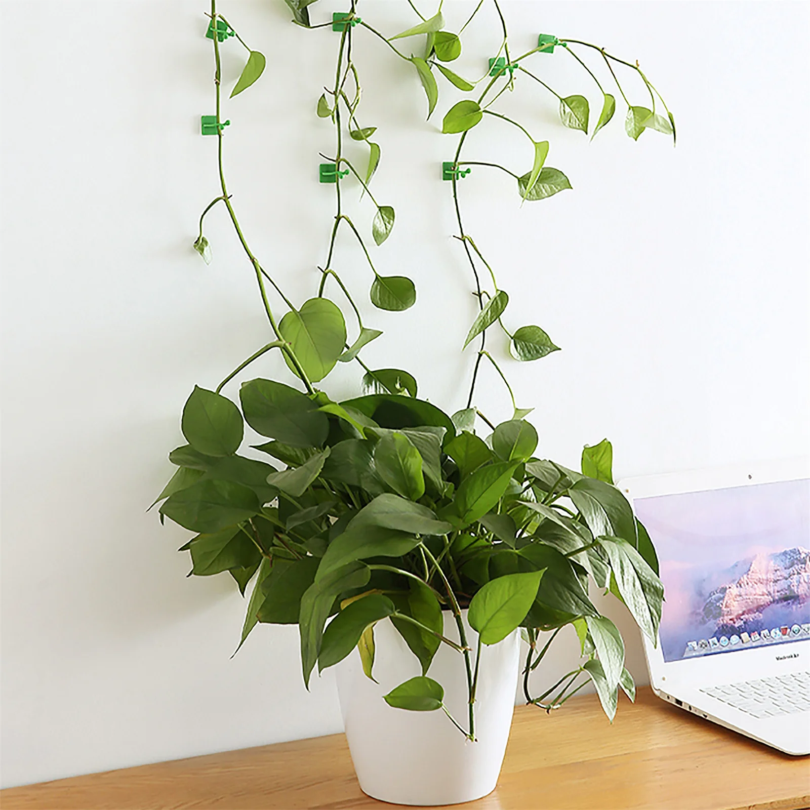 10/20PCS Plant Climbing Wall Fixture Clips Self-Adhesive Vine Buckle Hooks Sticky Rattan Clamp Fixators Invisible Fixing Devices
