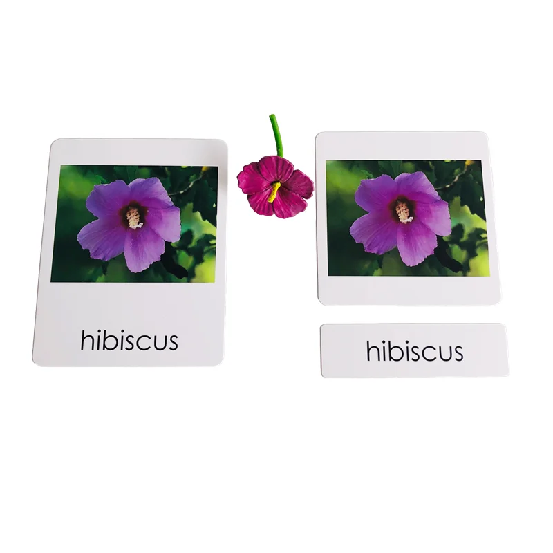 Montessori Language Materials Models of Human Ogran/ Handware Tool/ Instrument/ Flower W/ 3-Part Cards Kids Learning Resources