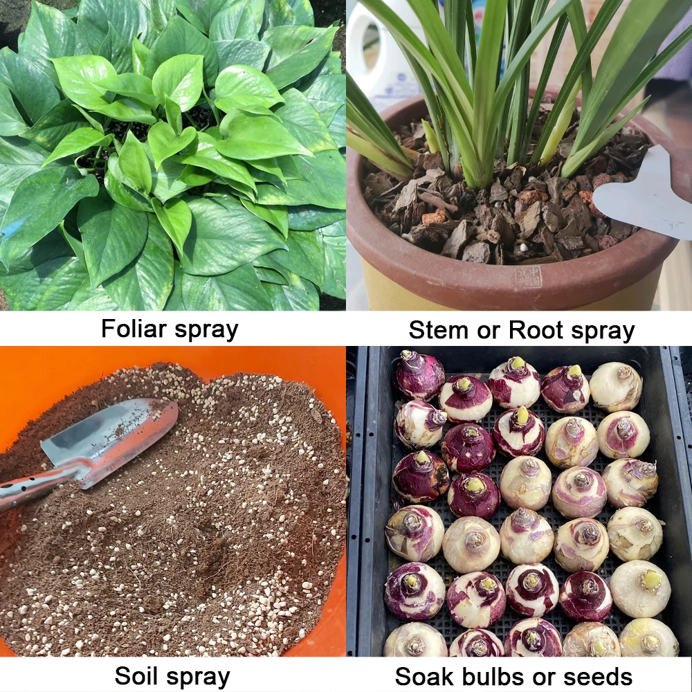 Trichoderma Harzianum Microscopic Soil Fungi Versatile Biofertilizer Microbial Fertilizer Protects Plants For Garden