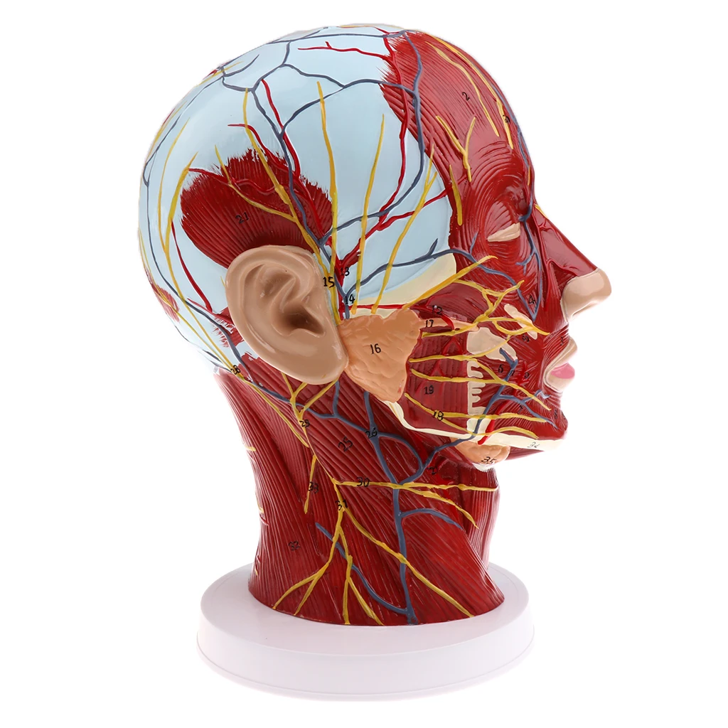 Anatomical Head Median Sagittal Plane Model Nerves Parotids for Teaching