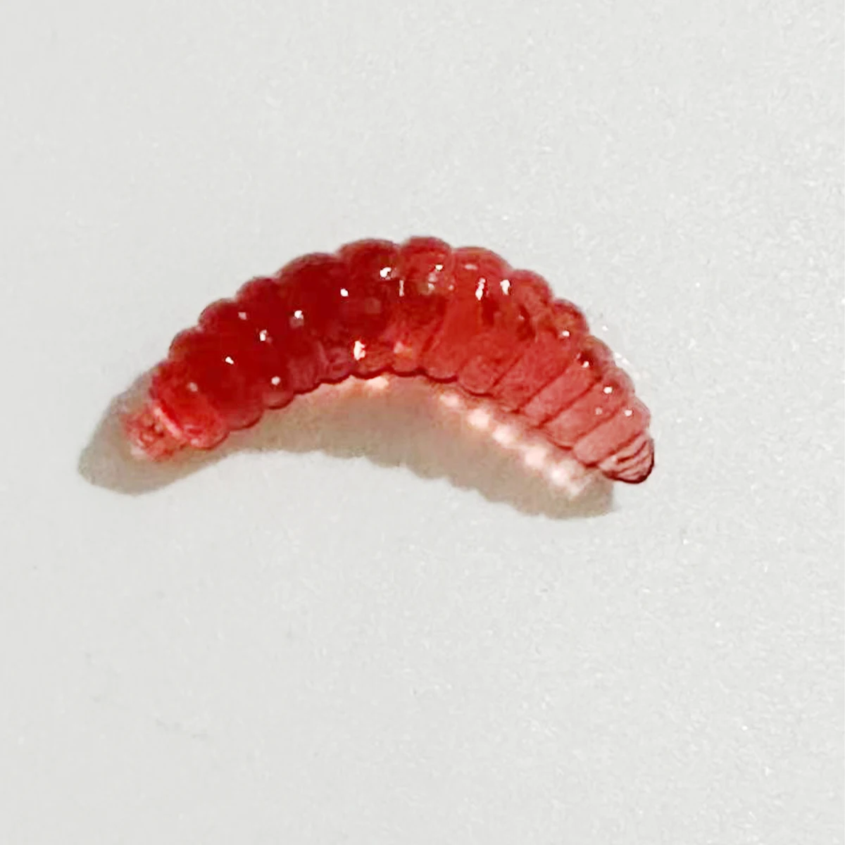 50pcs Soft Worm Bread Worm Maggot เหยื่ออ่อนปลาเหยื่อปากม้าปลาเหยื่อตกปลา Bionic เหยื่อขนมปังหนอนไม่มีตะขอ