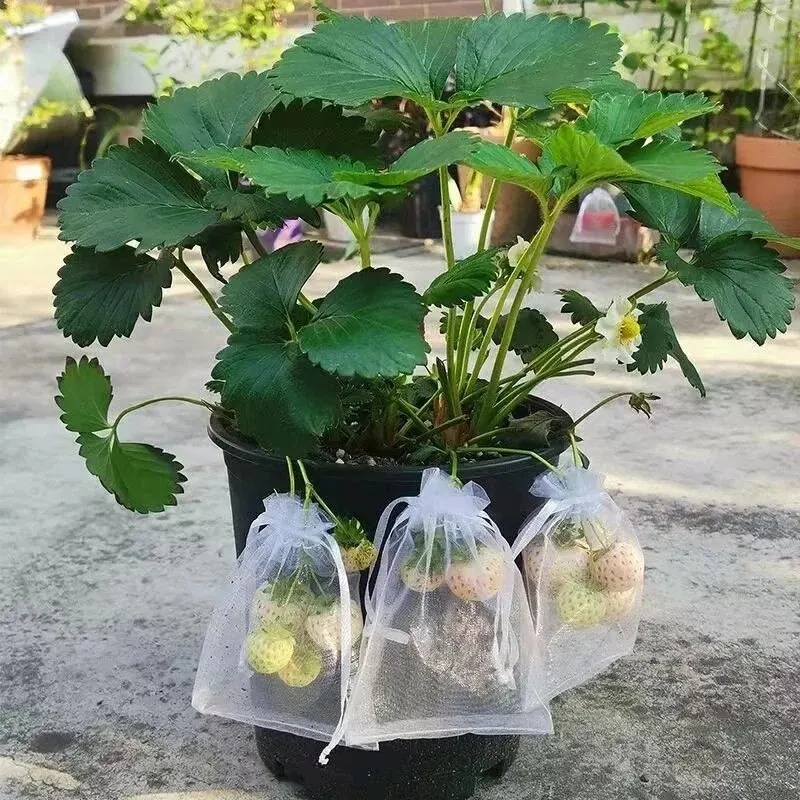 50 pçs sacos de proteção de frutas anti-pássaros sacos de rede de jardim morango uvas saco de malha planta vegetal rede capa ferramenta de jardim
