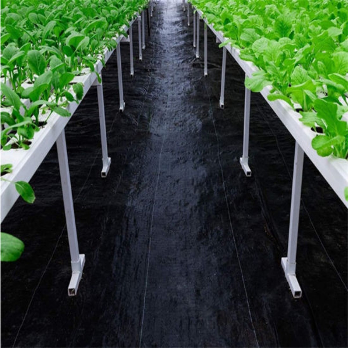 100% nuevo plástico PE PP anti hierba cubierta de suelo de invernadero tejido estera de hierba geotéxtil